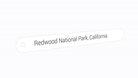 Escribiendo-Parque-Nacional-Redwood,-California-En-El-Motor-De-Búsqueda