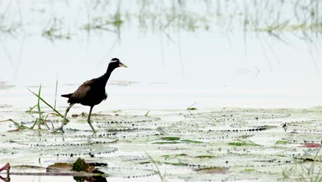 Squawking-and-flapping-its-wings,-a-Bronze-winged-Jacana-Metopidius-indicus-walks-on-the-lily-pads-to-the-right-side-of-the-frame-at-Pakphli-Protected-Area,-in-Nakhon-Nayok-province,-Thailand