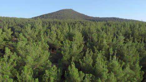 Aerial-drone-video-of-dense-green-Conifer-forest-panning-left-sunny-day