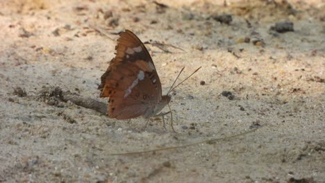 Butterfly-relaxing-on-ground-
