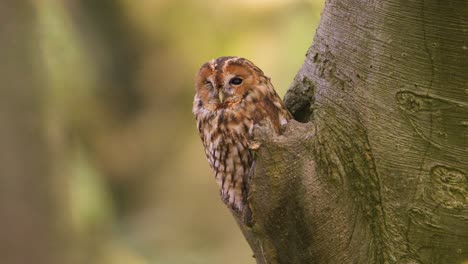 The-tawny-owl-hiding-in-the-woods,-Portrait
