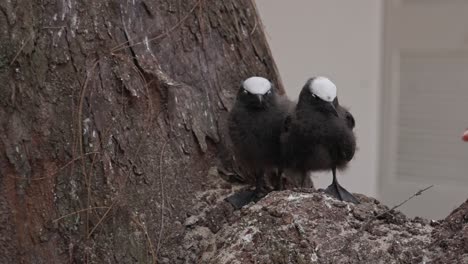 Front-view-of-two-fledgling-Sumatran-laughingtrush-standing-on-a-rock