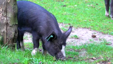 A-black-pig-grazing-by-a-post,-in-the-New-Forest,-Hampshire,-UK