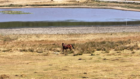 the-horse-wandering-by-lake