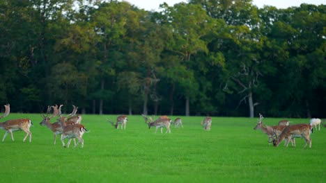 Wide-shot-of-a-herd-of-deer-grazing-in-a-meadow,-in-the-New-Forest,-Hampshire,-UK
