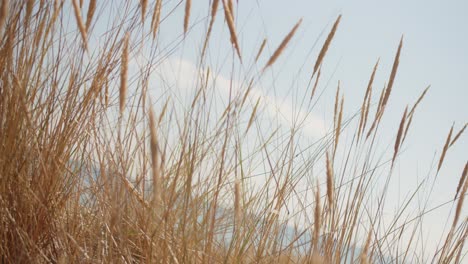 Immersive-camera-movement-between-sea-grass-stems-on-a-hot-summer-day-at-the-beach