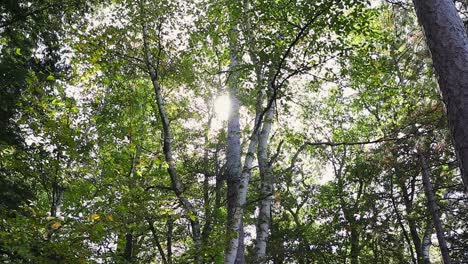 Ein-Wunderschöner-Wald-An-Einem-Herbsttag