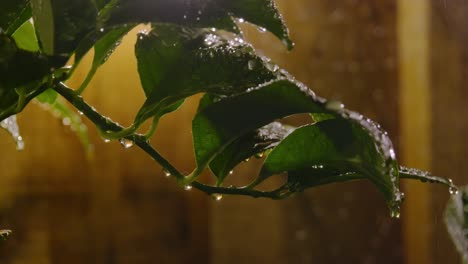 Zitronenbaumblätter-Im-Regen-In-Einer-Herbstnacht-Mit-Warmer-Hintergrundbeleuchtung-Und-Regen,-Der-Von-Den-Nassen-Blättern-Tropft
