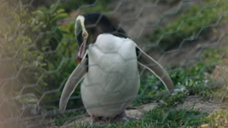 Tarakaka---Pingüino-De-Ojos-Amarillos-En-Su-Hábitat-Natural-En-Moeraki,-Nueva-Zelanda