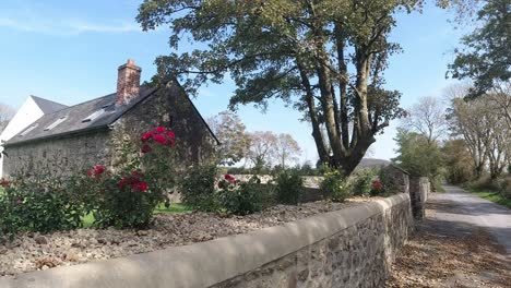 Traditional-Irish-cottage-restored-on-a-quiet-rural-road-in-autumn-on-a-warm-bright-day