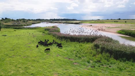 Aerial-video-captures-the-charm-of-saltwater-marshlands-on-the-Lincolnshire-coast,-with-seabirds-both-in-flight-and-resting-on-the-lagoons-and-inland-lakes