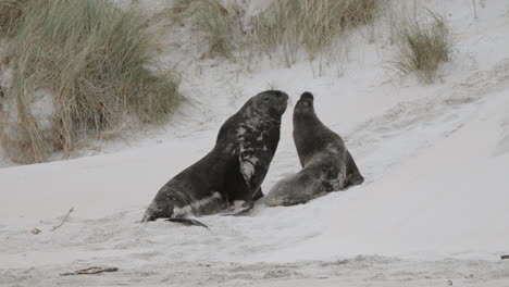 Erwachsener-Und-Welpe-Eines-Neuseeländischen-Seelöwen-Kämpfen-Auf-Den-Sanddünen-In-Der-Sandfly-Bay-In-Dunedin,-Neuseeland