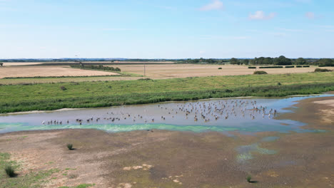 Aerial-footage-provides-a-stunning-view-of-the-saltwater-marshlands-along-the-Lincolnshire-coastline,-highlighting-seabirds-in-flight-and-on-the-lagoons-and-inland-lakes