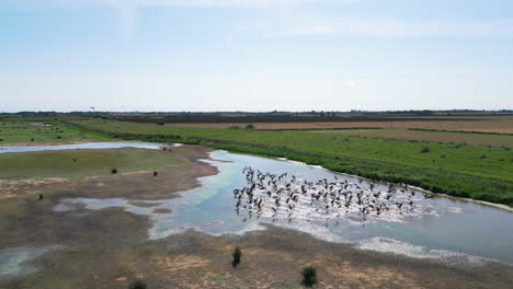 Aerial-video-showcases-the-richness-of-saltwater-marshlands-on-the-Lincolnshire-coast,-featuring-seabirds-in-graceful-flight-and-on-the-lagoons-and-inland-lakes