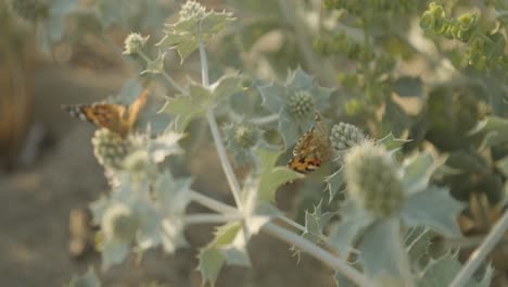 Feverweed-Stachelpflanze-Mit-Zwei-Distelfalter-Schmetterlingen,-Nahaufnahme-Des-Racks