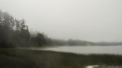 Flying-backwards-over-reeds-on-a-misty-marsh,-low-visibility-on-a-dark