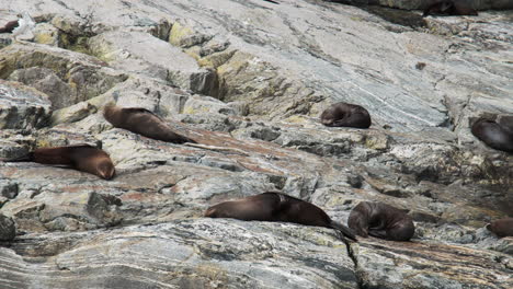 Sea-lions-sunbathing-on-colossal-coastal-boulders-along-the-shoreline