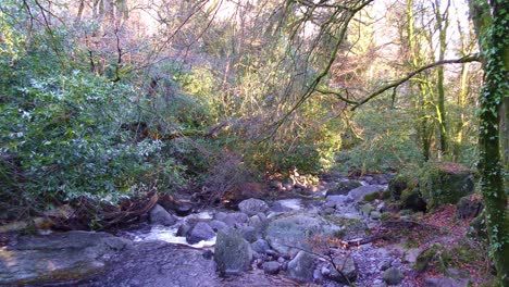 Gebirgsbach-In-Waterford,-Irland,-Der-Sich-Im-Herbst-Durch-Wälder-Schlängelt