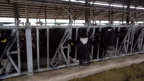 Vacas-De-Raza-Holandesa-En-Establo:-Producción-Y-Procesamiento-De-Leche-Para-La-Industria-De-Productos-Lácteos-Del-Ganado