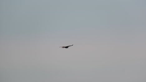 Ein-Einzelner-Adler-Mit-Ausgebreiteten-Flügeln-Schwebt-Hoch-Im-Düsteren-Himmel