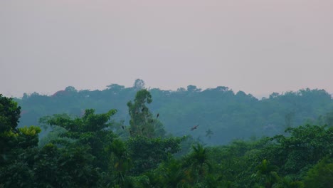 Schwarm-Adler-Fliegen-über-Grüne,-Dichte-Bäume-Im-Amazonas-Regenwald