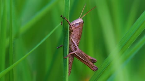 Macro-shot-of-brown-meadow-grasshopper-jumping-from-a-grass-in-Asia,-Bangladesh