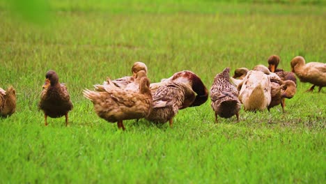 Waddling-Of-Domestic-Ducks-Preening-On-Green-Grass-Field