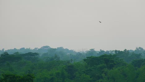 Eagle's-eye-view,-eagles-soaring-over-lush-rainforest