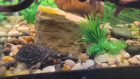 Spotted-Turtle-swimming-in-an-indoor-tank-at-a-Children's-Museum