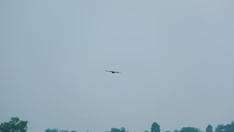 Un-águila-Volando-Sobre-La-Ciudad-Durante-La-Mañana-Brumosa