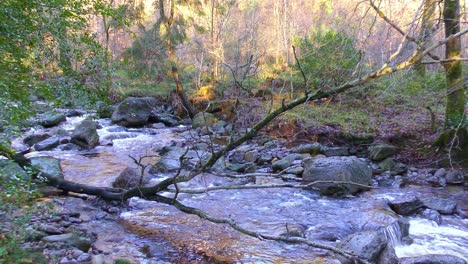 Mountain-stream-tree-fallen-in-the-water-in-Waterford-Ireland-on-an-autumn-evening