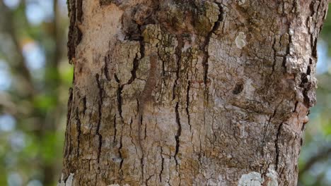 Die-Fliegende-Eidechse-Schnauft-Ihre-Patagia-Und-Wamme-Und-Hängt-Stark-Getarnt-An-Der-Seite-Eines-Baumes-Im-Nationalpark-Khao-Yai,-Einem-UNESCO-Weltkulturerbe-In-Thailand