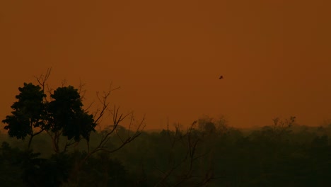 Silhouette-Eines-Vogels,-Der-über-Dem-Amazonas-Regenwald-Gegen-Den-Sonnenuntergangshimmel-Gleitet
