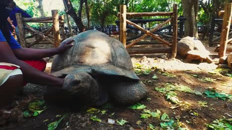 Reserva-De-Tortugas-Gigantes-En-Zanzíbar