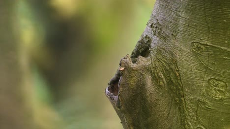 Tawny-owl-or-Bosuil-pokes-head-out-from-hiding-place-within-tree