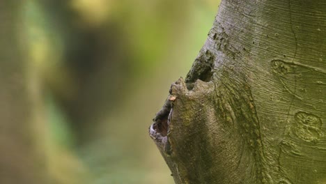 Waldkauz-Oder-Bosuil-Stößt-Mit-Dem-Kopf-Aus-Seinem-Versteck-Im-Baum-Hervor