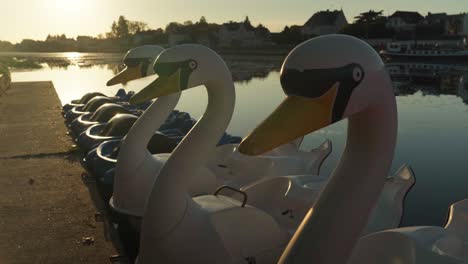 Beautiful-Swans-of-plastic