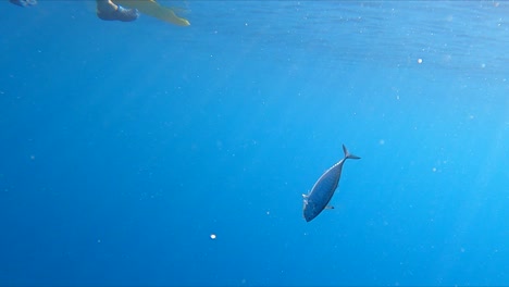 Barcelona,-España,-30-De-Agosto-De-2023:-Captura-De-Peces-Vista-Submarina-De-Un-Pescador-Que-Pesca-Desde-Kayak-Frente-A-La-Costa-De-Mil-Palmeras,-España