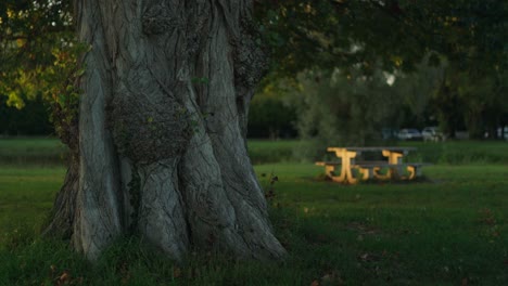 Fairytale-like-tree-trunk-in-secluded-park-with-bench-as-evening-closes-in
