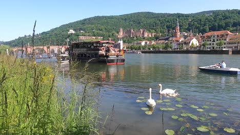 Romantischer-Blick-Am-Flussufer-Auf-Die-Stadt-Heidelberg-In-Deutschland-Mit-Einem-Höckerschwanpaar-Und-Niedlichen-Schwanen,-Die-Sich-An-Einem-Schwimmenden-Restaurant-Ernähren