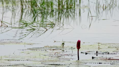 A-tiny-Bronze-winged-Jacana-Metopidius-indicus-fledgling-is-walking-on-some-wide-lily-pads-in-the-marshy-area-of-Pakphli-in-Nakhon-Nayok-province-in-Thailand