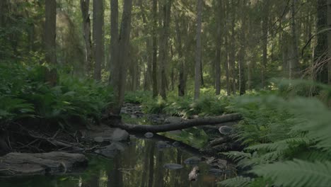 Magischer-üppiger-Wald:-Die-Kamera-Gibt-Den-Blick-Auf-Einen-Fluss-Frei,-Der-Sanft-Unter-Einem-Umgestürzten-Baum-In-Einem-Dichten,-üppigen-Wald-Fließt,-Der-Von-Leuchtend-Grünen-Farnen-Bedeckt-Ist