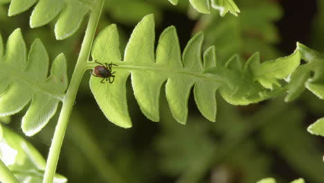 Under-leaf-view-of-dangerous-parasitic-tick-on-green-bracken-fern