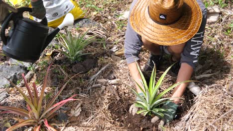 Planting-and-watering-in-pineapple-plants-on-an-off-grid-garden-on-Hawaii-Island