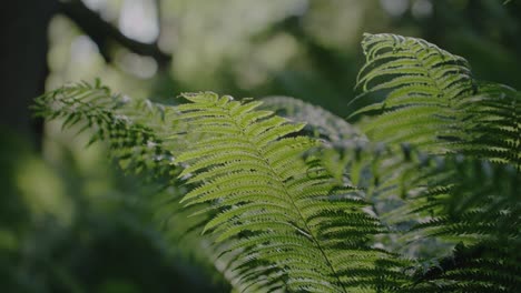 Vibrant-green-forest:-Fern-branches-gently-swaying-in-the-wind-as-insects-fly-around