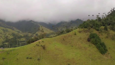 Green-Colombian-Cocora-valley-full-of-wax-palms