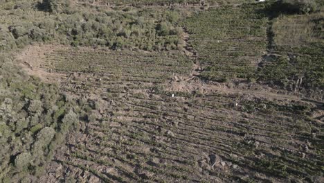 Traditionelle-Weinberge-Auf-Einem-Hügel-Vom-Sil-Canyon-In-Ribeira-Sacra,-Spanien