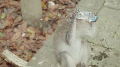 Nahaufnahme-Eines-Affen,-Der-Im-Affenwald-Von-Bali-Eine-Flasche-Wasser-Stiehlt-Und-Trinkt,-Zweite-Aufnahme