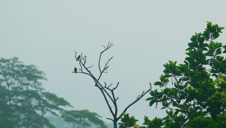 Warbler-Birds-In-Silhouette-Sitting-On-Barren-Tree-Branches-In-Forest