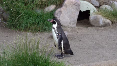 Viejo-Pingüino-En-Cautiverio-Parado-Afuera-De-Su-Refugio-Y-Sacudiendo-La-Cabeza-Mientras-Piensa-En-La-Vida